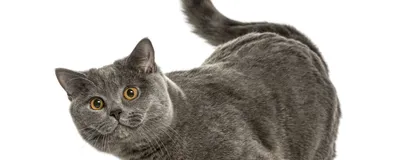 Шотландский кот прямоухий серый - 78 фото