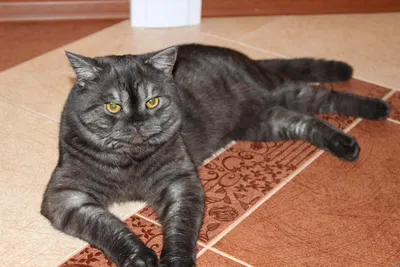 Шотландская прямоухая кошка (Скоттиш-страйт) – фото, описание, характер