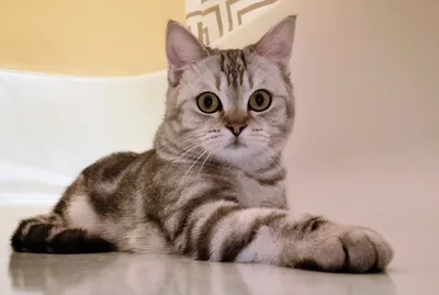 Шотландская прямоухая кошка (скоттиш-страйт), описание породы, фото, цена  котят, уход и кормление