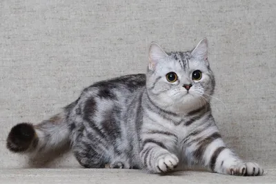 Шотландская Прямоухая кошка (Скоттиш страйт): фото и характеристика