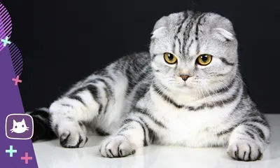 Шотландская прямоухая - описание породы кошек: характер, особенности  поведения, размер, отзывы и фото - Питомцы Mail.ru