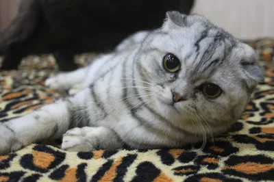 Шотландская прямоухая кошка: описание породы с фото — Pet-Mir.ru