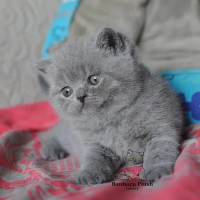 Шотландская прямоухая кошка (скоттиш-страйт), описание породы, фото, цена  котят, уход и кормление