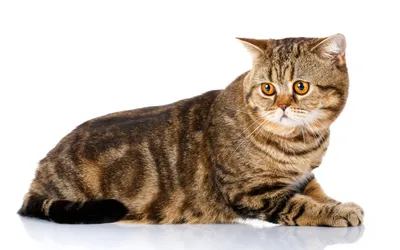 ❍ᴥ❍^〜 Скоттиш-фолд (Шотландская вислоухая кошка) - Кот дня - Блоги -  Sports.ru