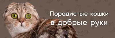 Скотч страйк коты - картинки и фото koshka.top