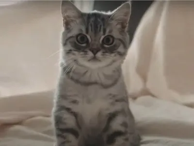 Скоттиш-фолд (Шотландская вислоухая кошка) - «Обзор на моего кота скоттиш-фолда»  | отзывы