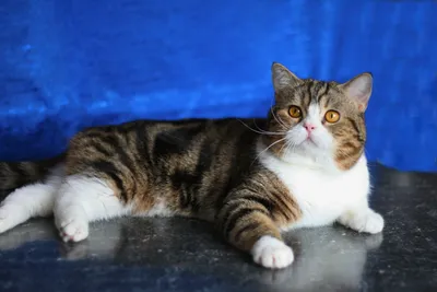 Шотландский котенок скоттиш-страйт мальчик породистые: 6000 KGS ᐈ Коты |  Бишкек | 53753855 ➤ lalafo.kg