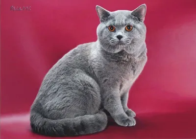 Шотландский кот скоттиш страйт (193 фото) - фото - картинки и рисунки:  скачать бесплатно