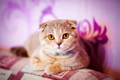Вислоухий кот | Шотландские котята СПб