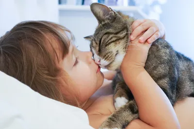 Смешные коты и кошки. Кошки целуются. Милые животные.❤ - YouTube