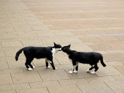 Два милых котика целуются, …» — создано в Шедевруме