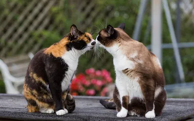 ЮТУБЕР on X: \"Ничего не обычного, просто коты целуются в холодильнике  😄😻🐈💋🐈 https://t.co/yasPIePauw\" / X