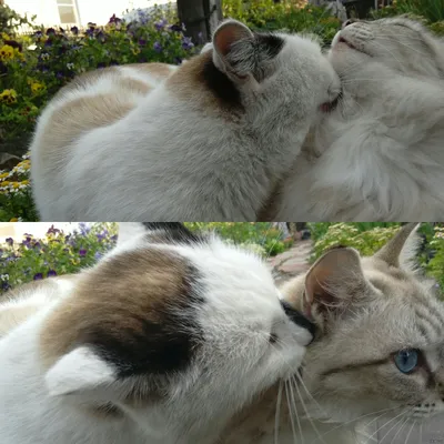 два разных цветных любящих бенгальских кота целуются Стоковое Изображение -  изображение насчитывающей шерсть, серебр: 227595369