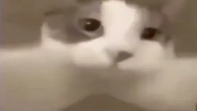 Котенок целует хозяйку в ответ: умилительное видео