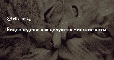 Как целуются-милуются коты-кошки (Лев Балашов) / Проза.ру