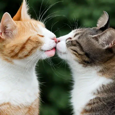 два котенка целуются друг с другом, милый котенок брат, который живет  тяжело Hd фото фото, кошка фон картинки и Фото для бесплатной загрузки