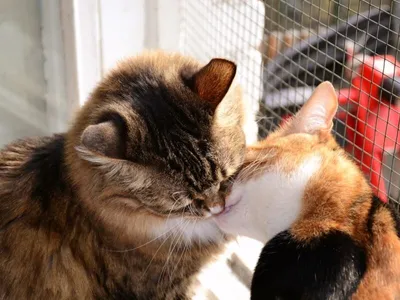 Котики поцелуй Селенит 7 см Сямы