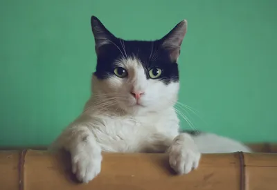 Видеонеделя: как целуются минские коты - CityDog.io