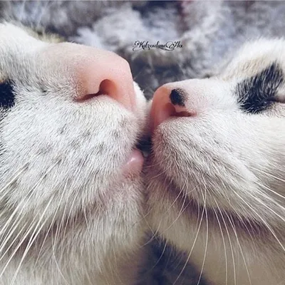 Как целуются кошки: нешуточные страсти | Животные — цветы жизни | Дзен