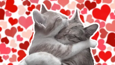 Влюбленные кот и кошка целуются …» — создано в Шедевруме