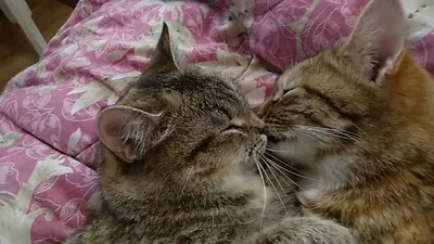 милые кошки целуются дети слепые - TenStickers