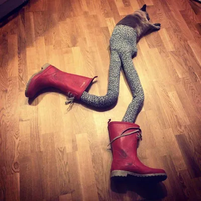 Чулки с трехмерными кошачьими лапами, Колготки с подкладкой из мяса кота,  длинные носки до колена для косплея, аниме, сексуальные Чулочные изделия в  стиле \"Лолита\" для девочек | AliExpress