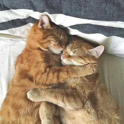 Два котика в обнимку - 69 фото