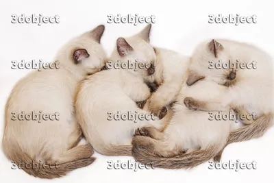 скачать фото тайских котят, сил-пойнт, обнимашки | 3dobject