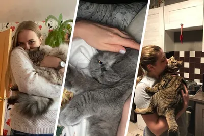 12 фото, как коты реагируют на обнимашки - 12 июля 2020 - НГС.ру