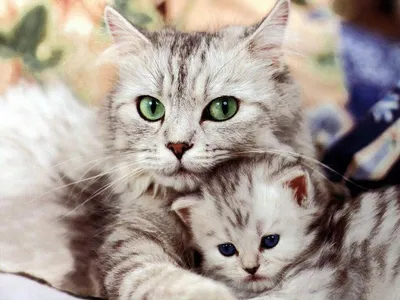Кошка в обнимку с котенком - Коты, кошки, котята - Животные - Картинки на  рабочий стол