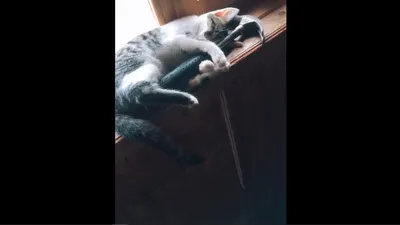 Безопасность прежде всего: кот живет со стаей хаски и спит в обнимку с  молотком – видео - 18.11.2021, Sputnik Грузия