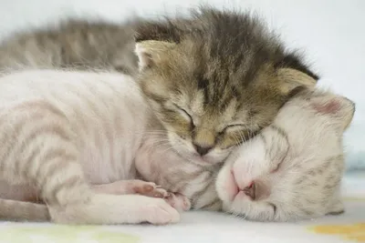 Толстый котик в обнимку с маленьким…» — создано в Шедевруме