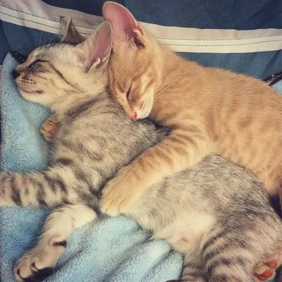 Смотрю как у некоторых котики лежат в обнимку ...у нас только  капибара😹🫠🫠 | Instagram