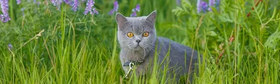 Котики весной | Кошки, Животные, Серые кошки