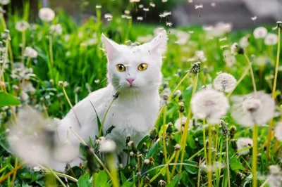 Кот в виде картошки весной в …» — создано в Шедевруме