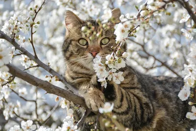 Коты греются на крыше в солнце весной Стоковое Изображение - изображение  насчитывающей молодо, любимчик: 149252263