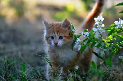 Кошки и весна, история одной встречи. Photographer Salnikov Evgeniy