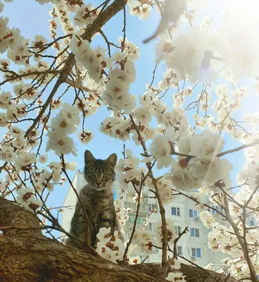 Кошка в лесу весной» — создано в Шедевруме