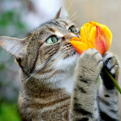 Каждый кот весной поет. | Пикабу