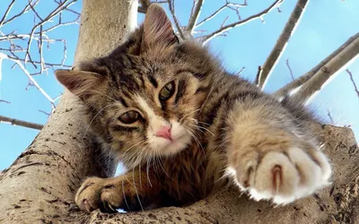 Мартовский кот — символ весны #zoo #животные #тварини #зверь #звірі #кот  #кошка #коты #котэ #весна #мар… | Очаровательные котята, Смешные животные,  Кошки и котята