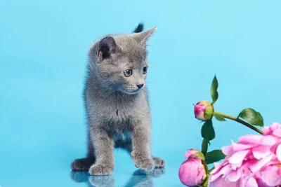 Картинки красивые весны с котами (69 фото) » Картинки и статусы про  окружающий мир вокруг
