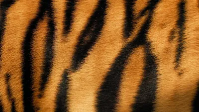 Кожа тигра стоковое изображение. изображение насчитывающей звеец - 61564641