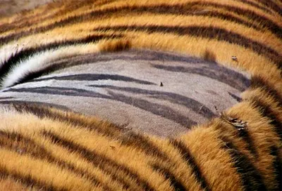 Тигровая Кожа — стоковые фотографии и другие картинки Тигр - Тигр, Тигровый  рисунок, Мех - iStock