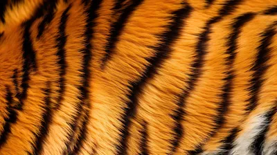 5 фактов дня: кожа тигра и трудолюбивая мышца - Рамблер/субботний