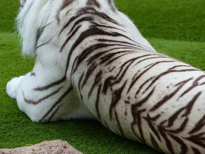 Кожа тигра» — создано в Шедевруме