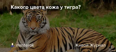 Тигриный окрас - картинки и фото koshka.top