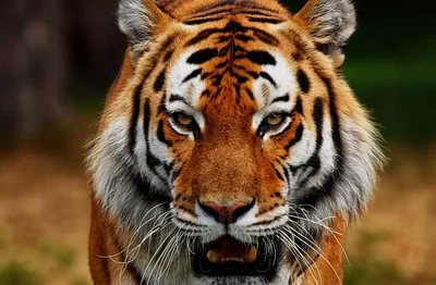 Портмоне с тиснением тигр | Пикабу