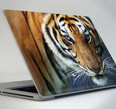 Кожа тигра стоковое изображение. изображение насчитывающей звеец - 61488485