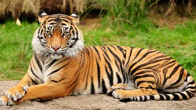 Кожа тигра стоковое изображение. изображение насчитывающей картина -  61566439