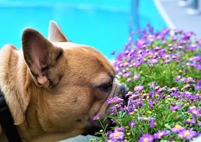 Аллергия у собак - симптомы и причины | Royal Canin UA
